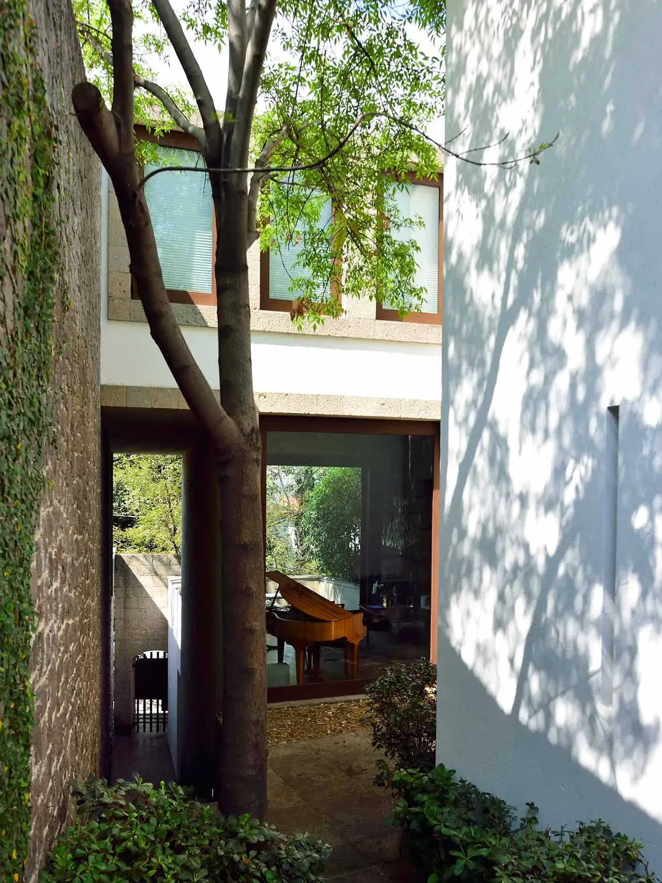 Casa FR: árbol en un patio estrecho entre muros cubiertos de vegetación