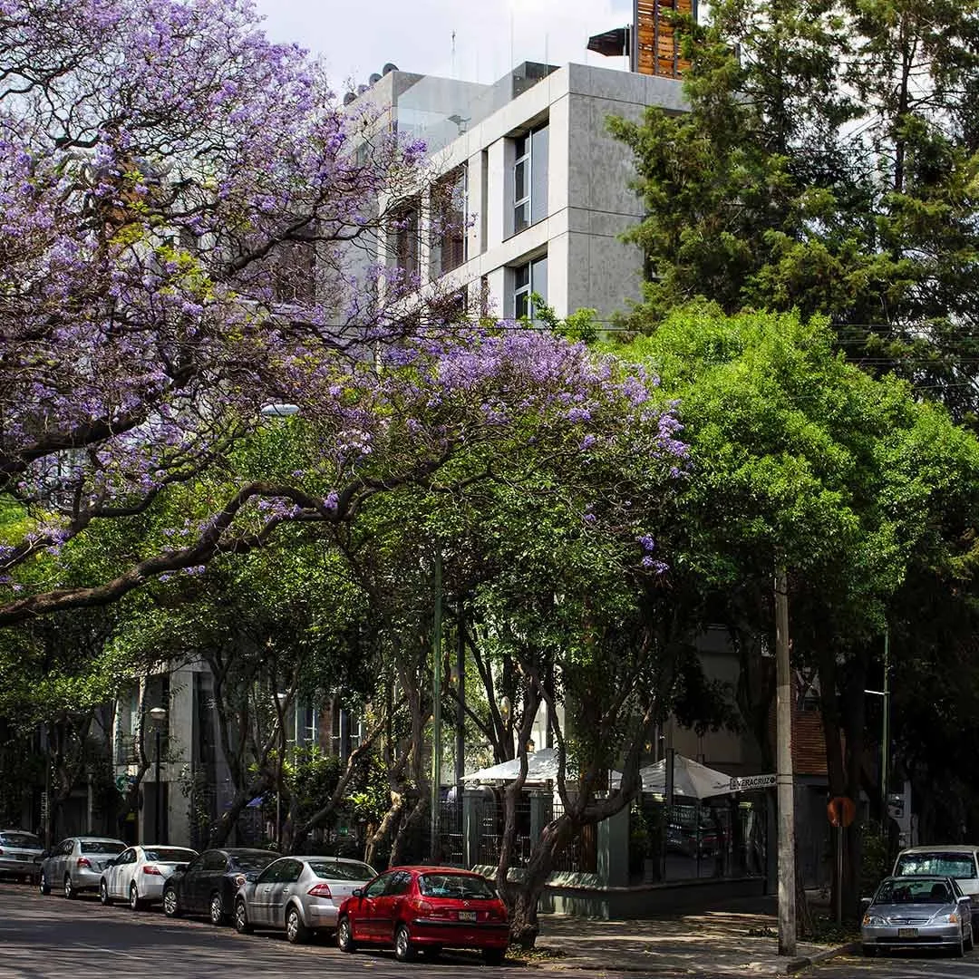 Edificio Veracruz: edificio de concreto y vidrio entre jacarandas en flor